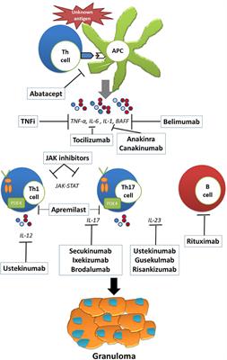 Emerging Molecular Targets for the Treatment of Refractory Sarcoidosis